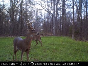 Food plots are an essential part of wildlife management.