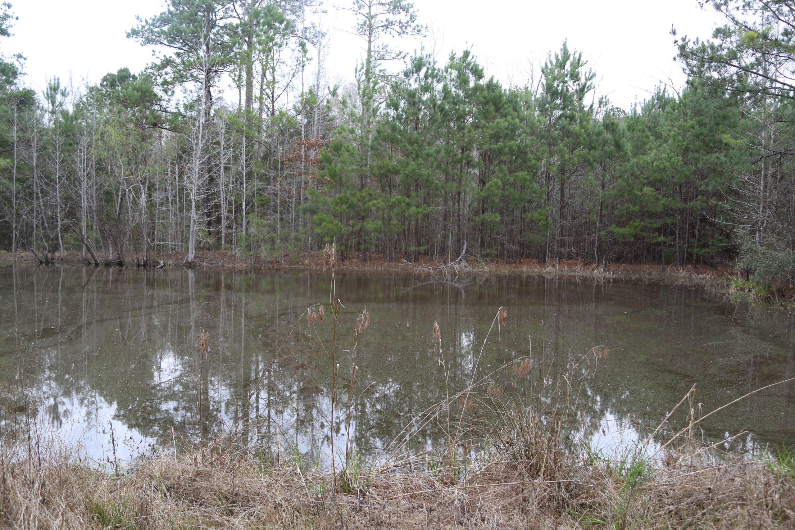Land In Alabama & Land In Nice Timber Tract / Home Site On